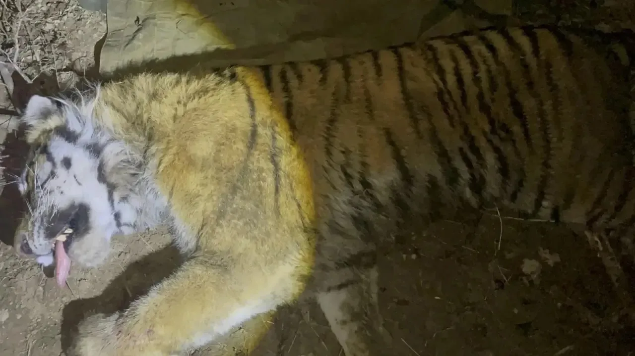 Конфликтного тигра отловили в Хабаровском крае  Сегодня ночью в окрестностях села Пушкино Бикинского