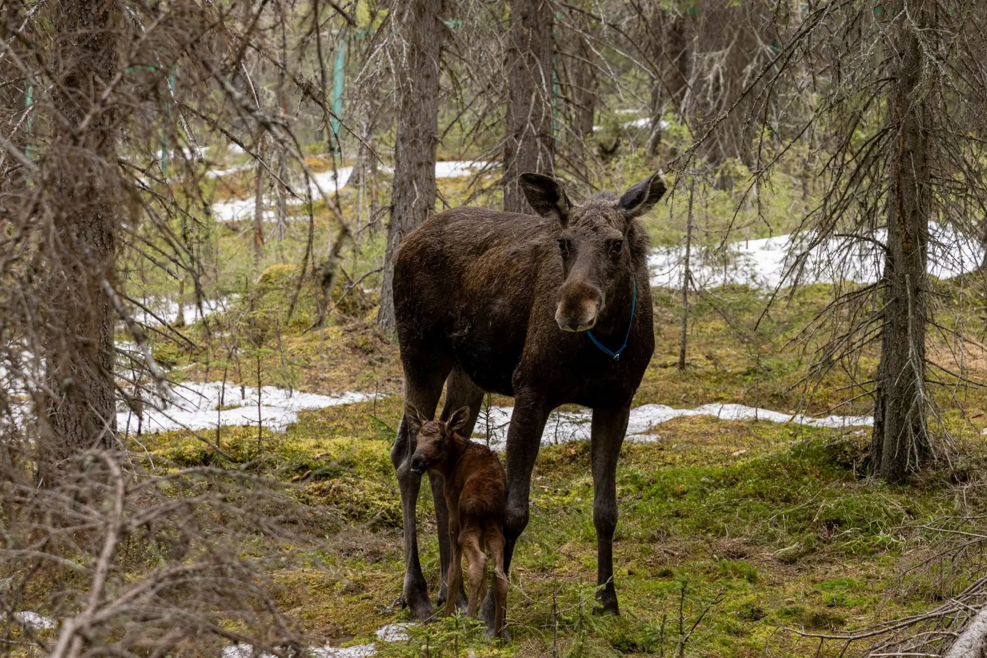🦌 На лосеферме Печоро-Илычского заповедника — пополнение!  4 мая, в день рождения заповедника, здесь