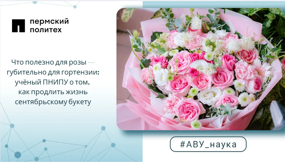 Что полезно для розы — губительно для гортензии: учёный ПНИПУ о том, как продлить жизнь...