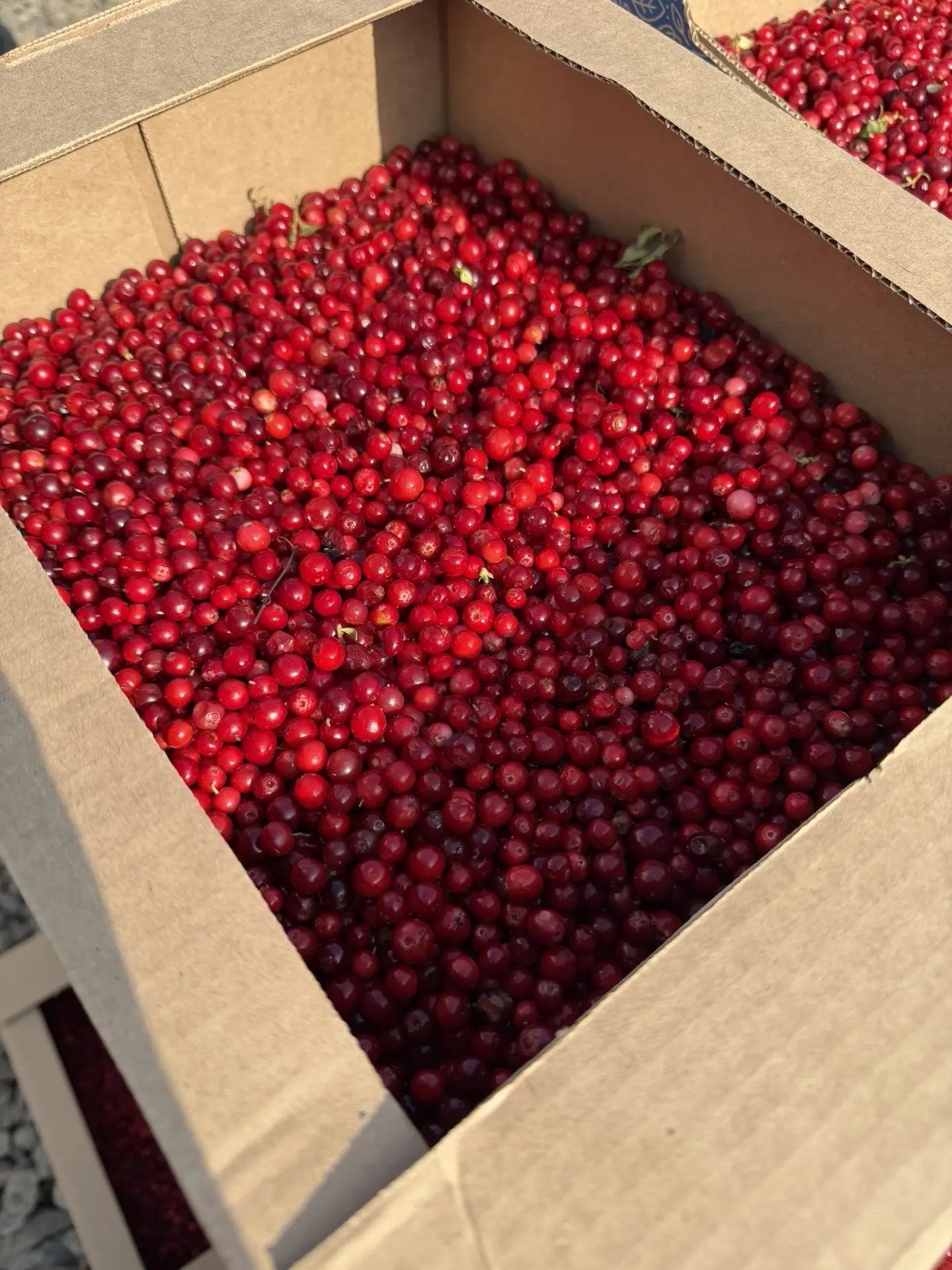Брусника свежая 🍇🍇🍇