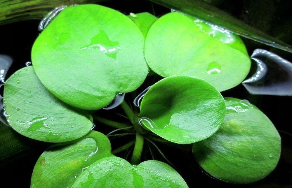 🌱 Самый маленький цветок в мире ряска. Её долгое время считали, водорослью, но потом о...