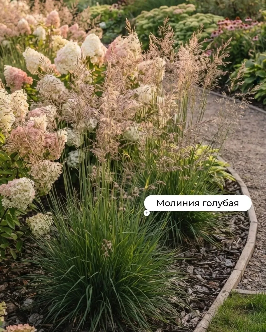 🌾 Вейник остроцветковый - эффектный акцент высотой до 1,5–2 м. Даёт пышные метёлки, не...