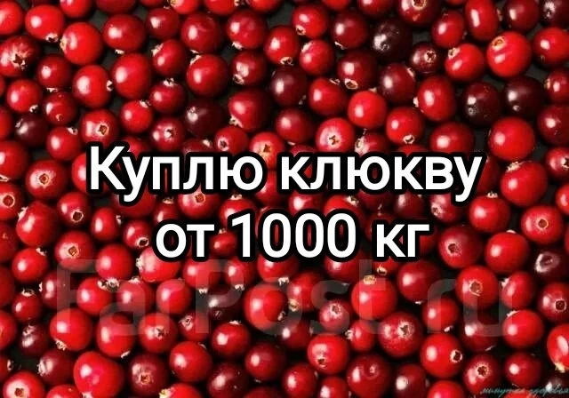 Куплю клюкву замороженную и очищенную от 1000 кг Пишите в лс или по номеру 8 (906) 864-...