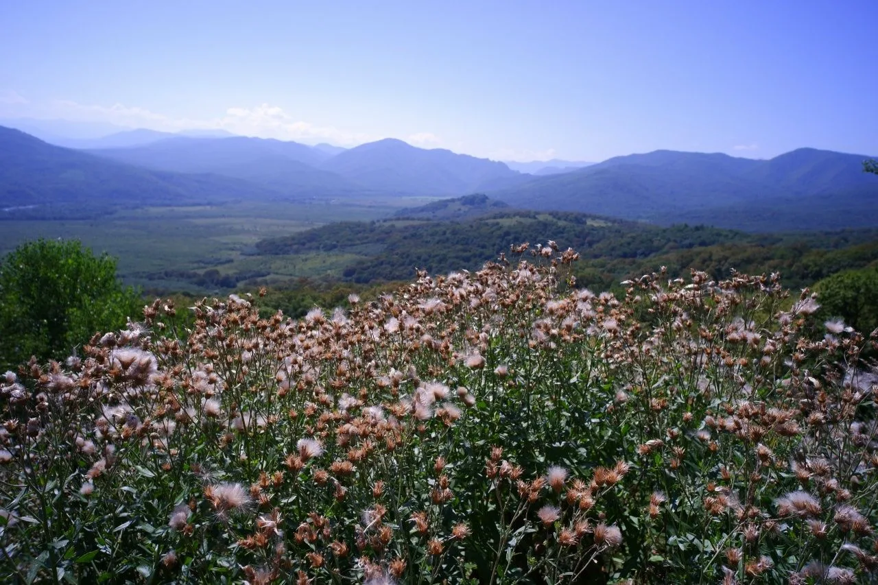Август.