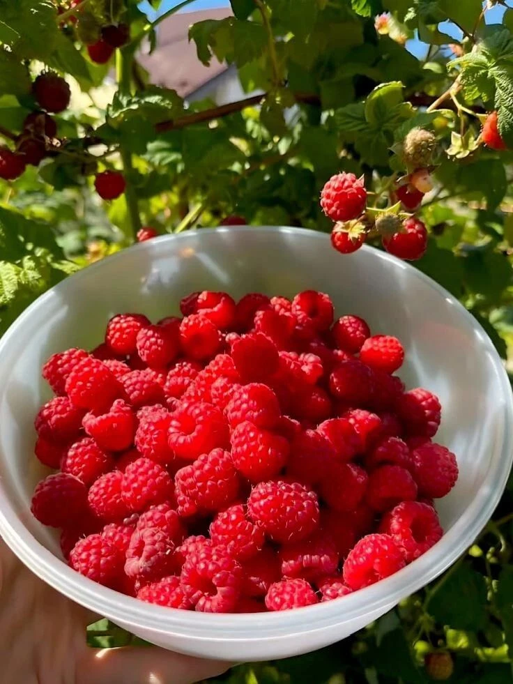 🌞 ПЯТНИЦА. ДОБРОЕ УТРО, МОИ ХОРОШИЕ!