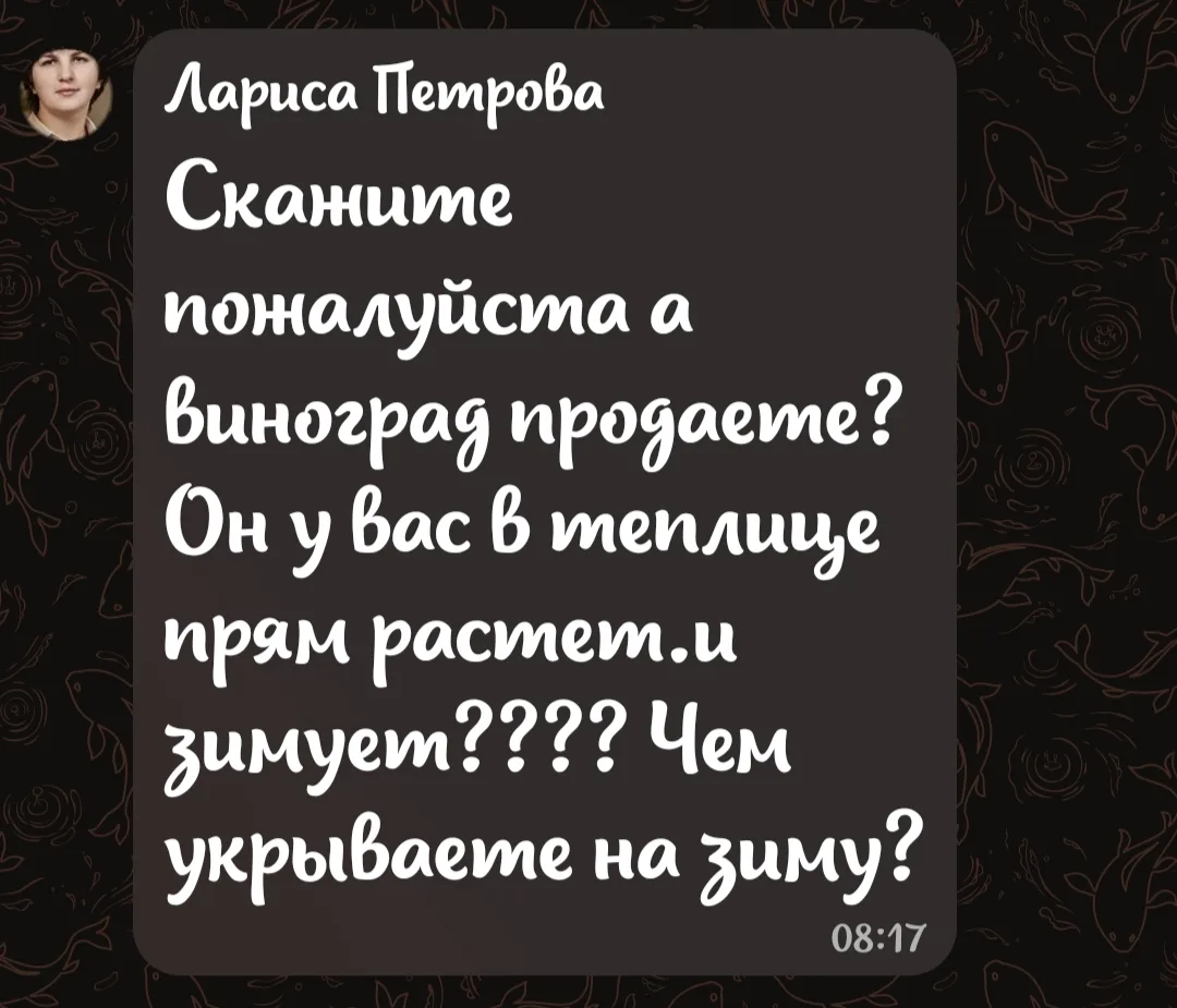 Виноград пока не продают! Растет в теплице, после вызревания лозы укрывают дарнитом на ...