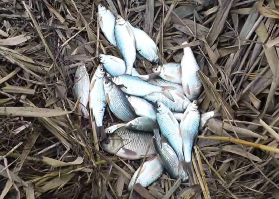 Бриньковская  , канал вдоль трассы с правой стороны . Ловил на красный опарыш 🐠 Спасибо за фотоотчет