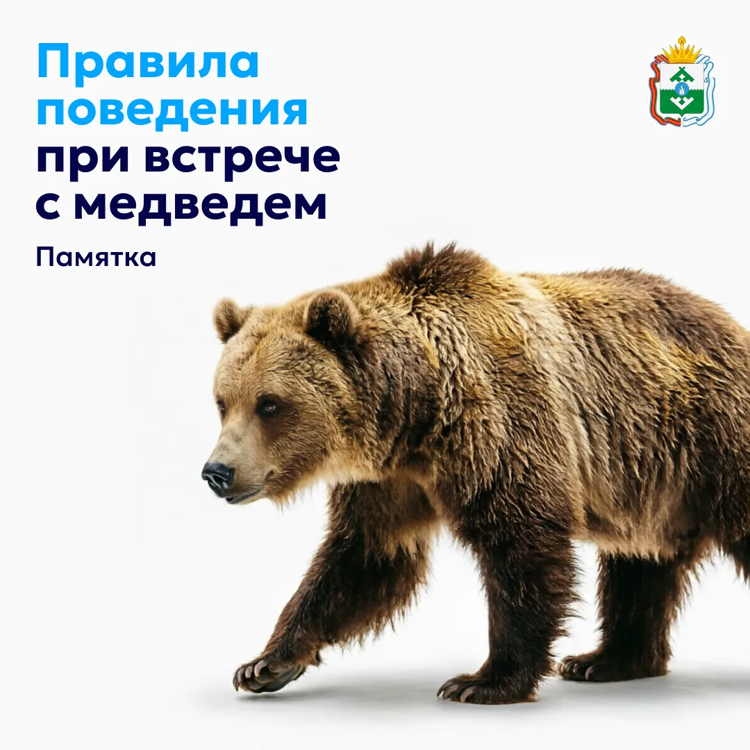В последние недели из разных регионов страны приходит много сообщений о медведях, котор...