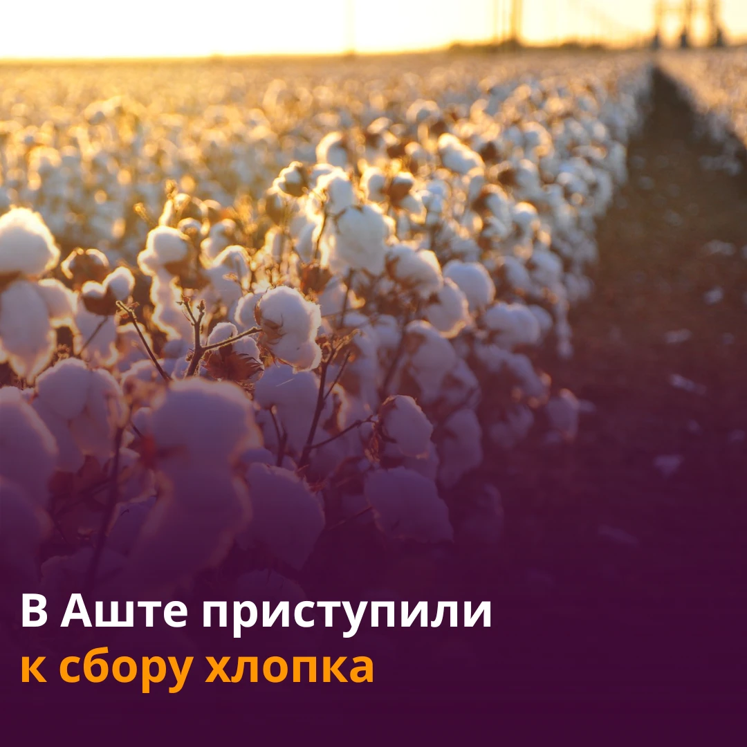 🌱Фермеры Согда планируют собрать по 30 центнеров хлопка с гектара.