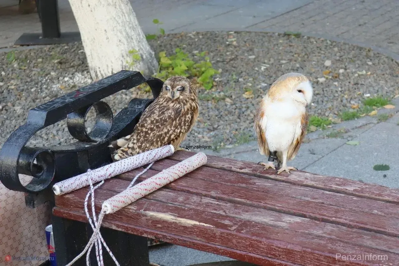 🦉 Пензенцы обеспокоены совами, с которыми предлагают сфотографироваться на Московской. 

Горожане с