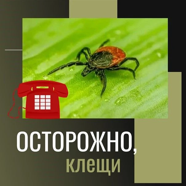❗️Будьте аккуратны в лесу! 
По данным Управления Роспотребнадзора в Республике Марий Эл в текущем эп