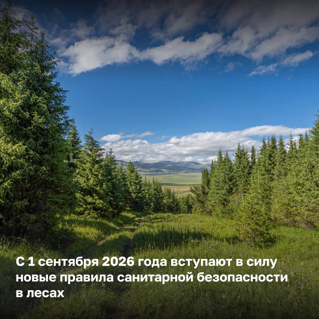 📌 Правительство России утвердило новые Правила санитарной безопасности в лесах.