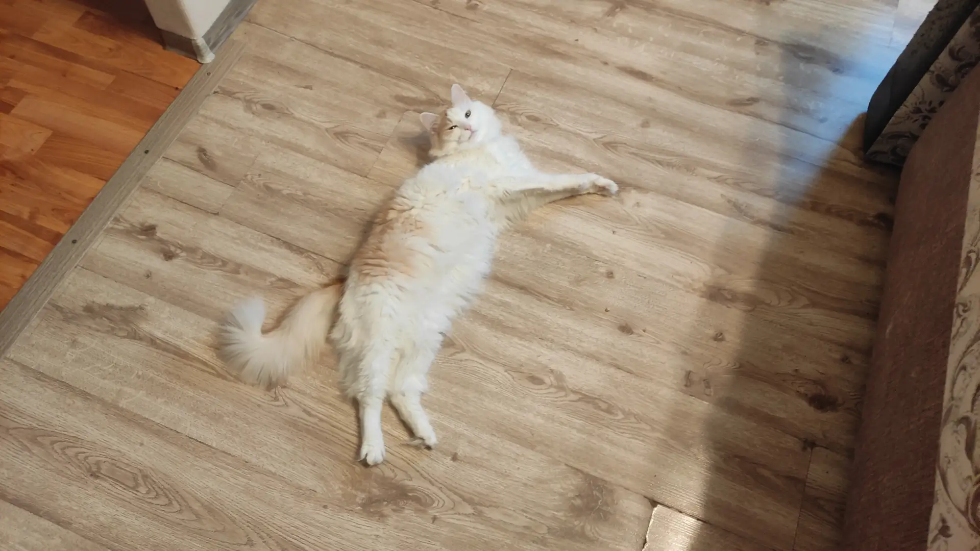 Планы на день😻

И не только у кота, а у меня тоже. Потому что еду в поезде... Единственное время, к