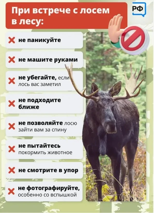 🦌 Внимание! 🦌