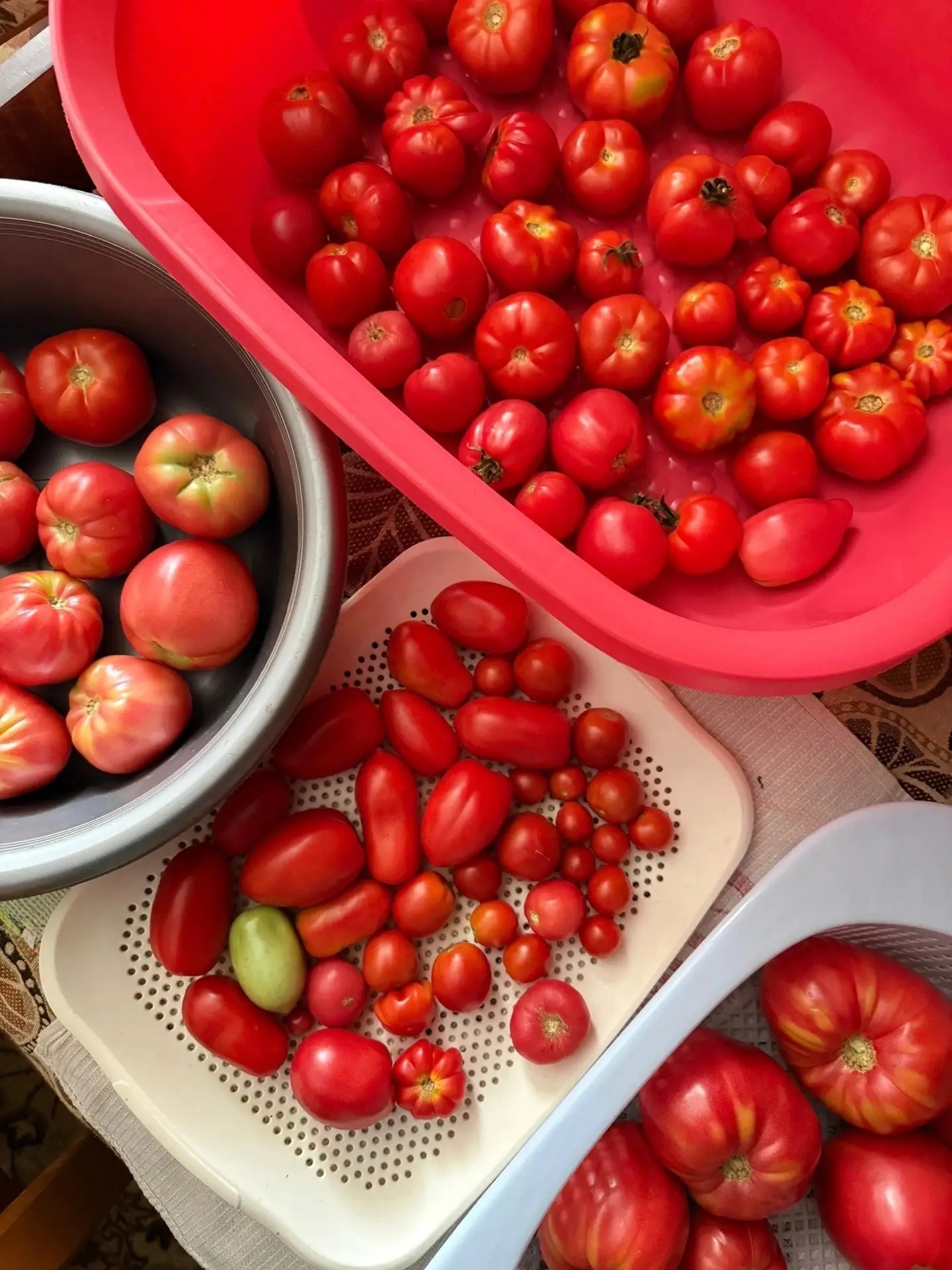 Помидор-гигант 🍅