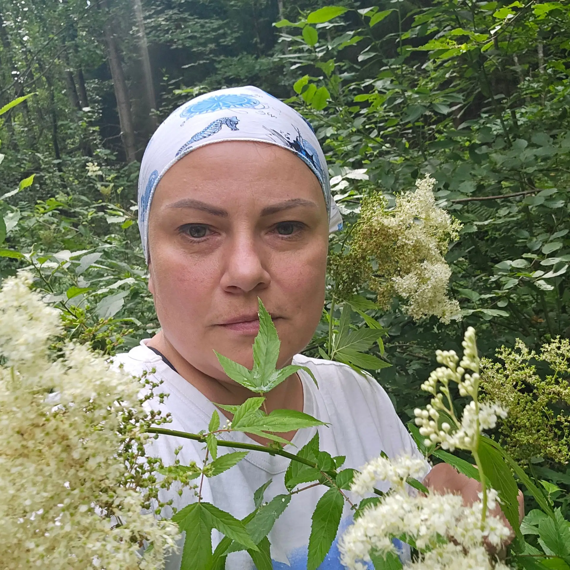 ​🌿 Таволга (Лабазник): Разбираем растение «по косточкам». Какая часть от чего помогает?