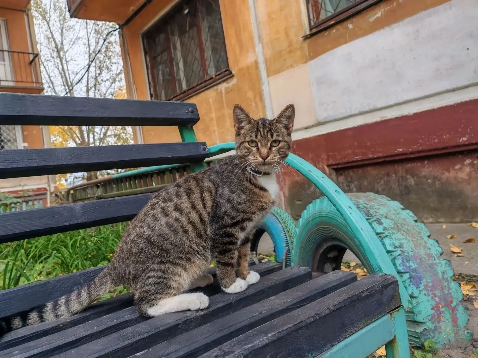 Прошу помощи пристроить парня. Молодой котик очень ласковый и бесстрашный в силу возрас...
