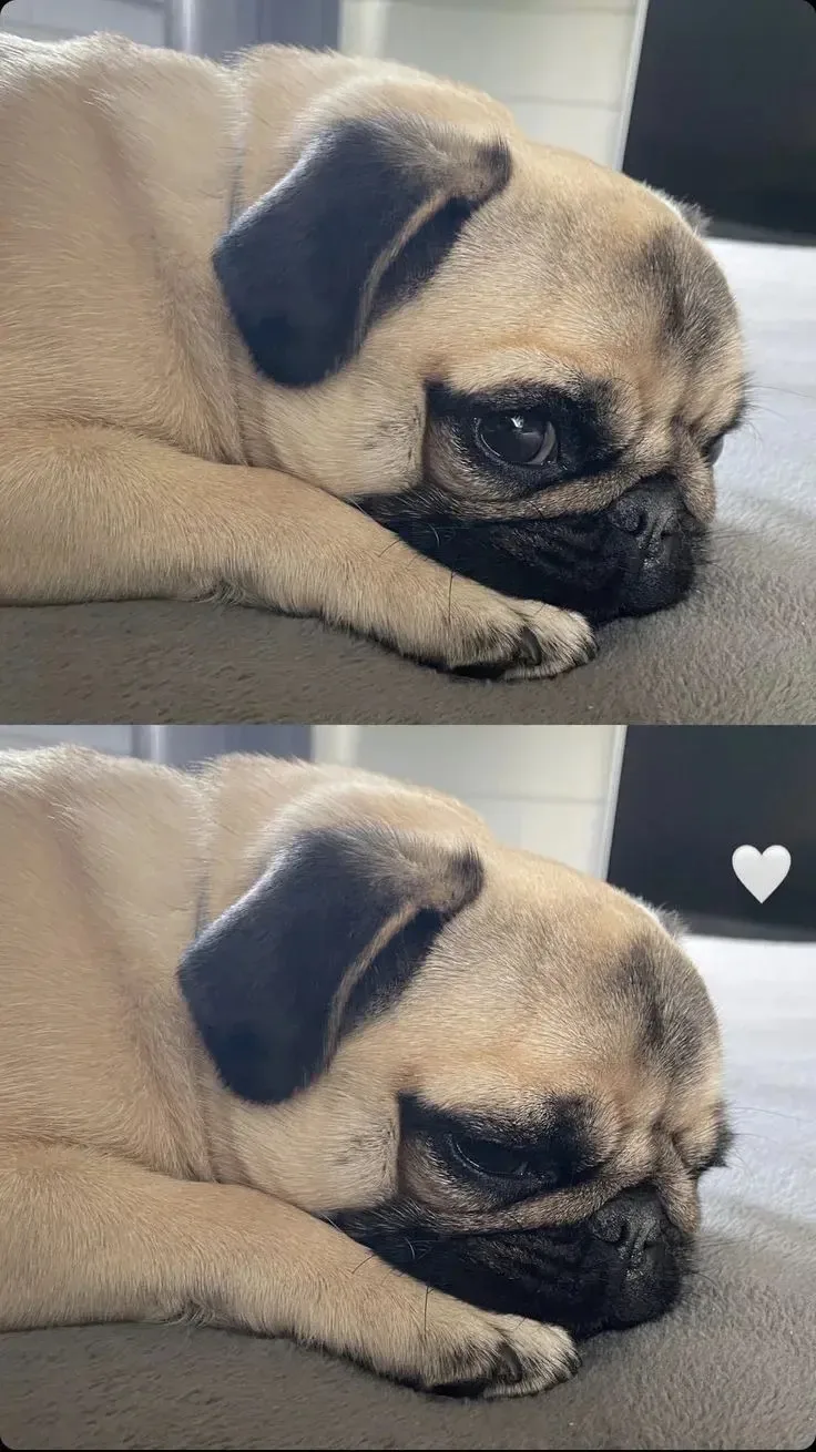 Обои с мопсами 🐶