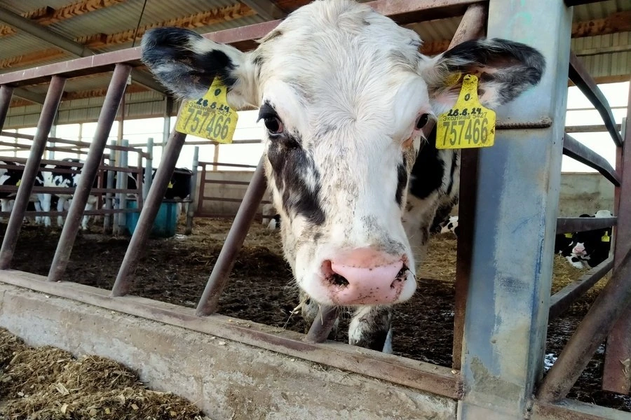 🐄 В пострадавшие хозяйства НСО завезли 633 головы скота