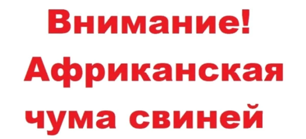 Африканская чума свиней – одна из молниеносно распространяющихся разрушительных вирусных болезней, в