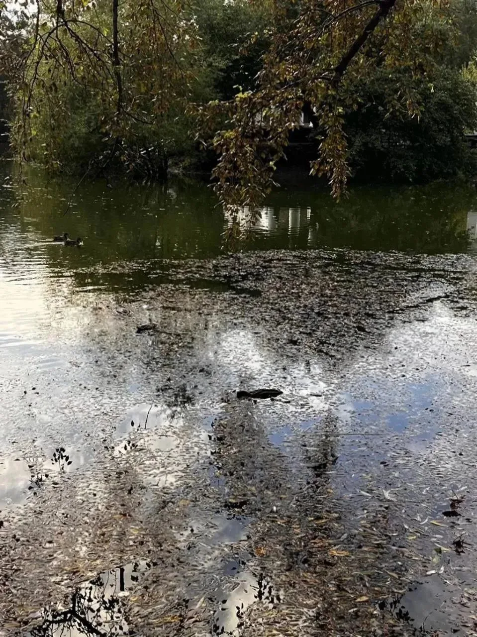 В Харитоновском парке снова обнаружили мёртвых уток