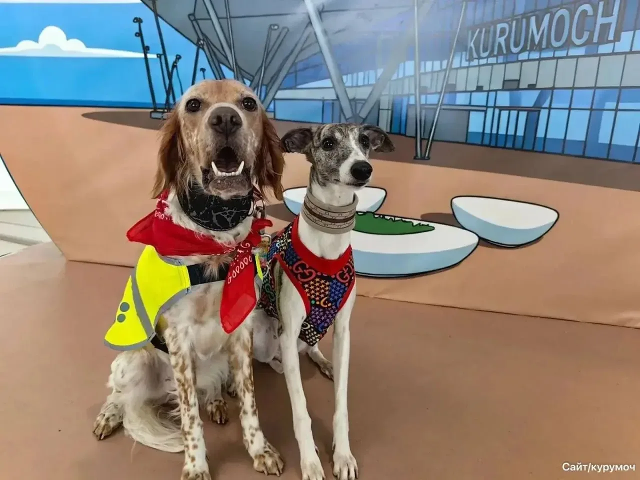 🐶 Хвостатые антистресс-менеджеры: в Курумоче теперь работают сеттер и борзая
