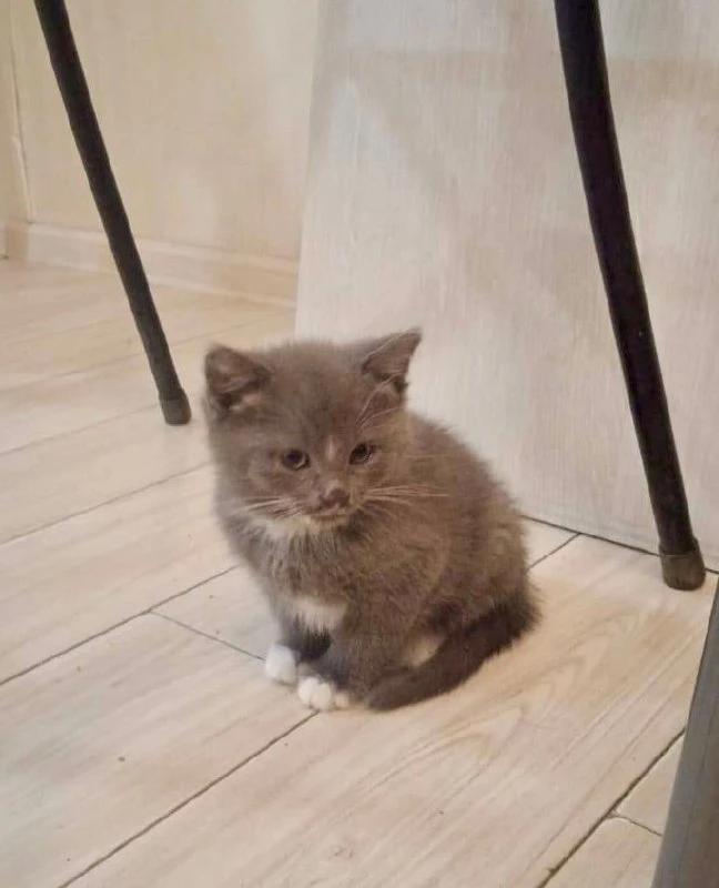 Троих спасённых котят ждут новые хозяева