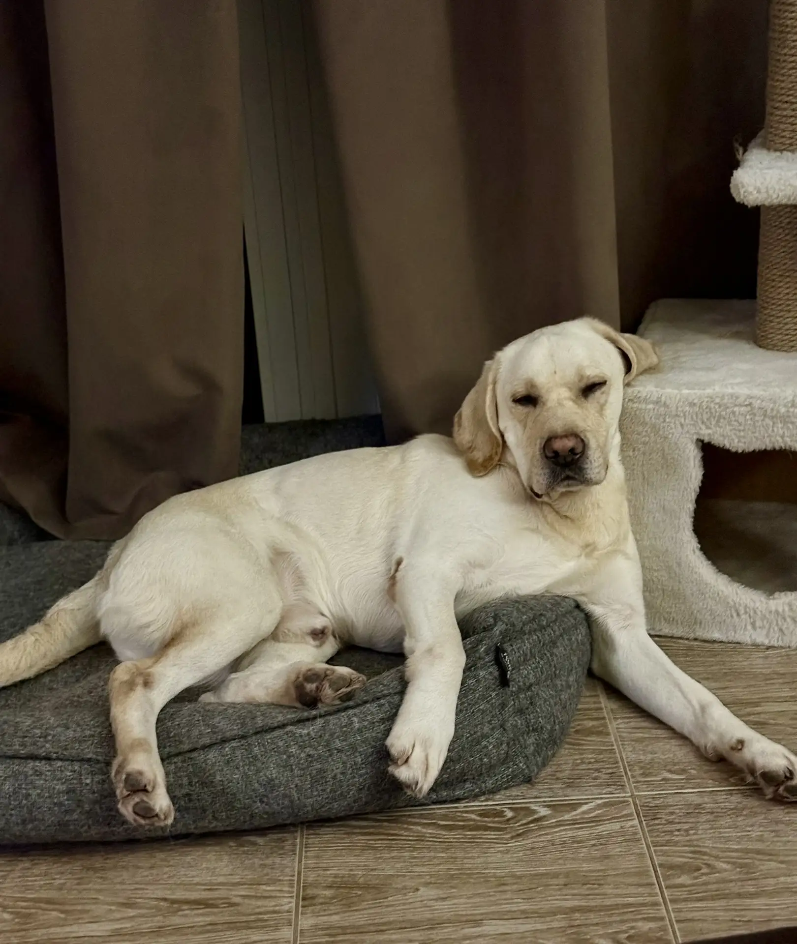 Очень удобно устроился… 🐾😴