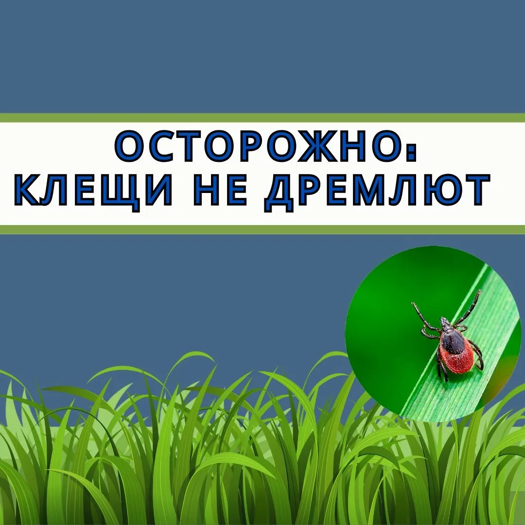 С приходом тепла  просыпаются мелкие, но весьма надоедливые обитатели природы – клещи ....