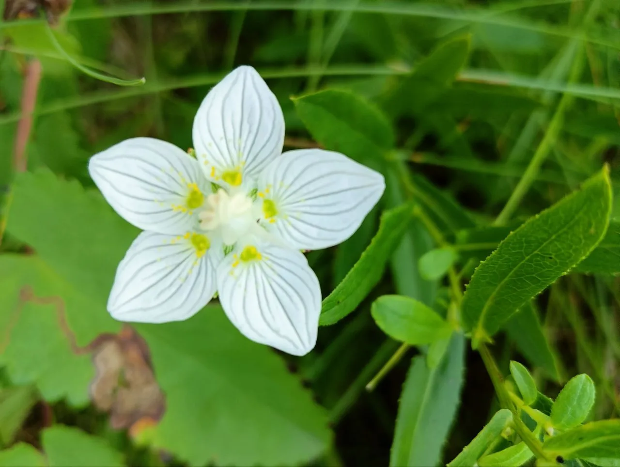 Белозор болотный (Parnassia palustris). Всегда поражало то, как природа создаёт такое с...