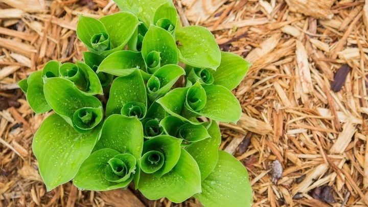 Как выгнать муравьев из-под мульчи: 3 дня и 4 шага без химии

Мульчей я укрываю грядки уже давно, и 