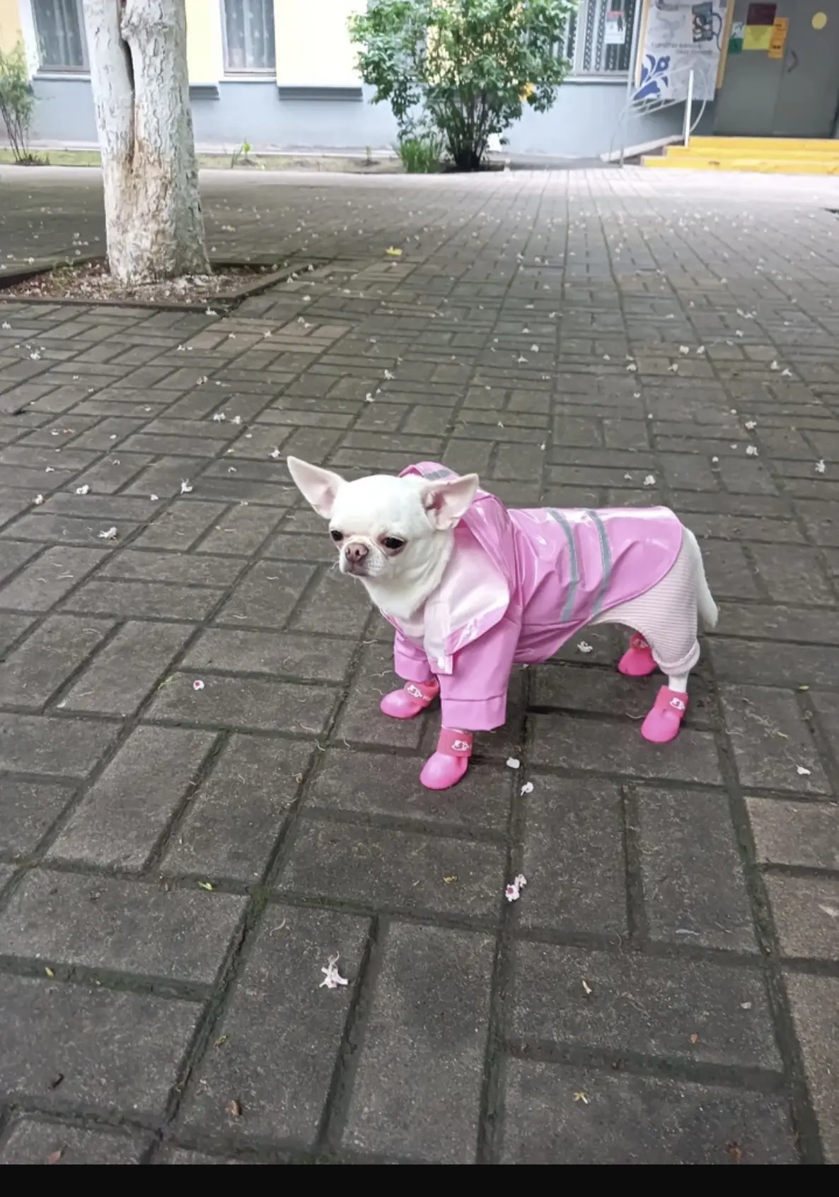🐾 Настроение дня — счастливые хвостики!

Спасибо нашим покупателям за такие тёплые отзывы и фотогра