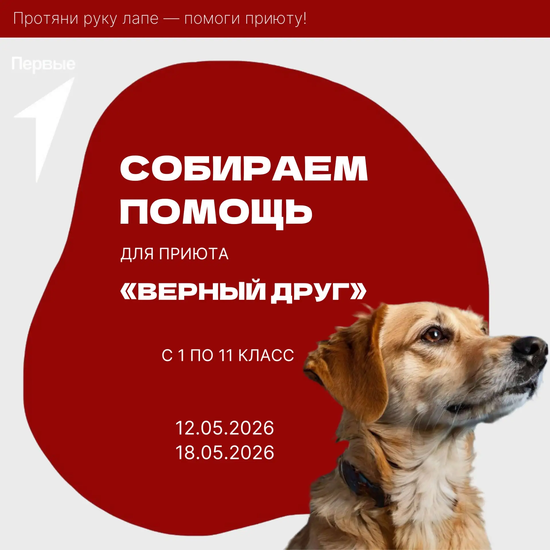 🐕 ПОМОЩЬ ПРИЮТУ
