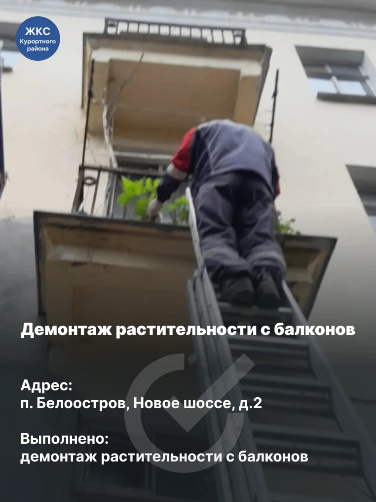 Привели балконы в порядок

Белоостров, Новое шоссе, д.2, провели демонтаж растительности с балконов.