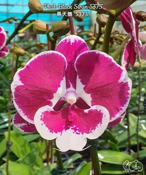 🌺 Азиатские сортовые орхидеи-подростки В НАЛИЧИИ 🌺