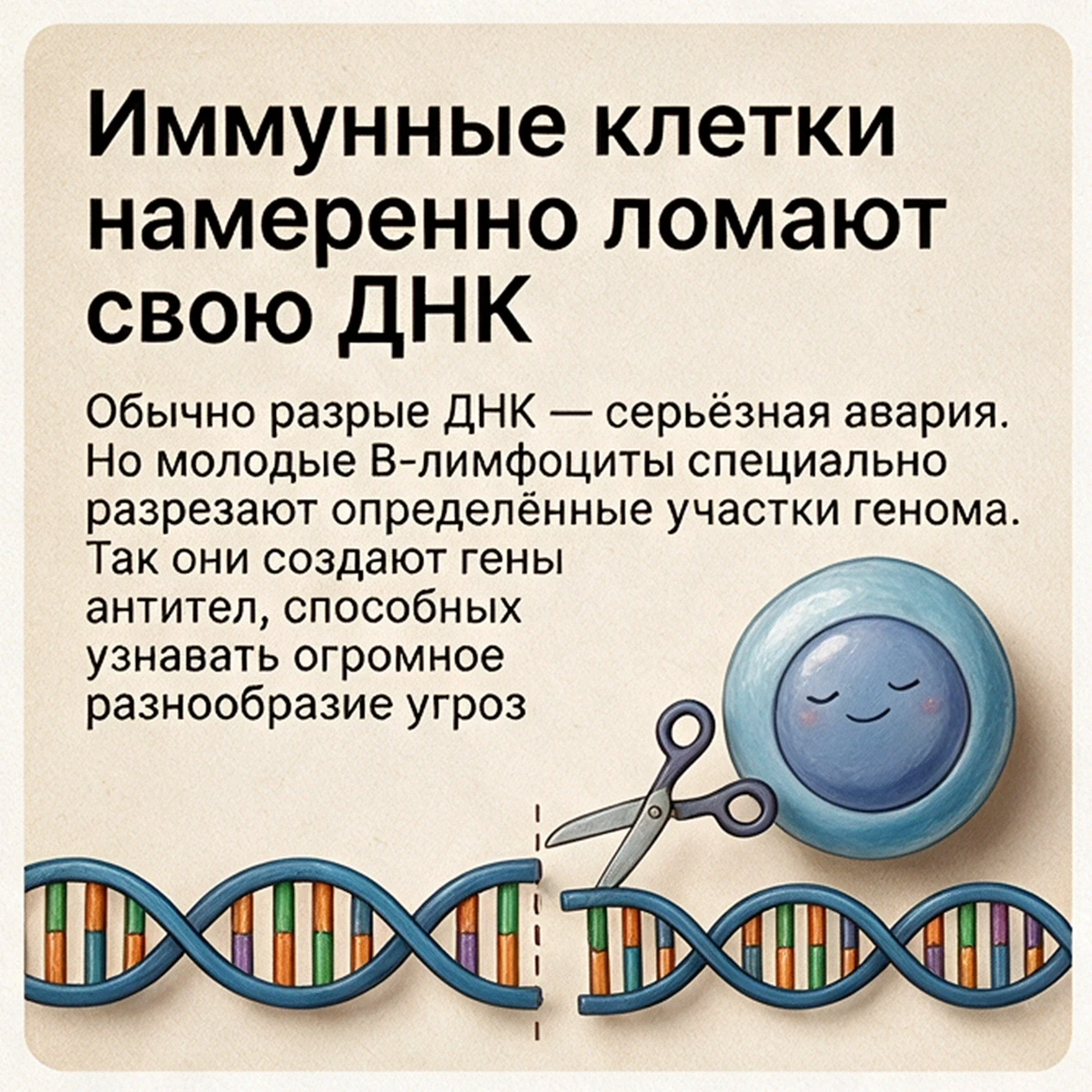 Минутка популярной иммунологии на волнах нашего уютного паблика.