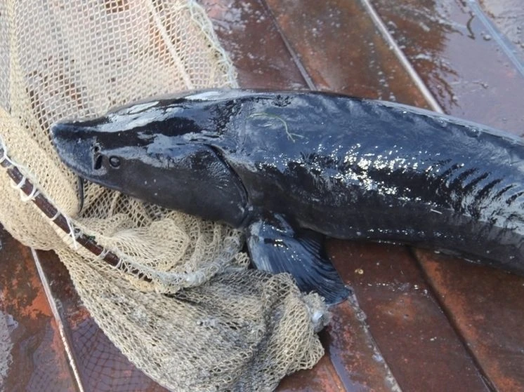 Кому байкальского осетра? Налетай  🎣