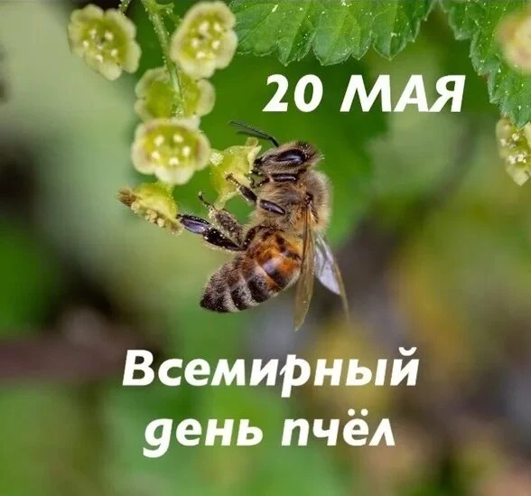 Пчёлки в детском саду! 🐝