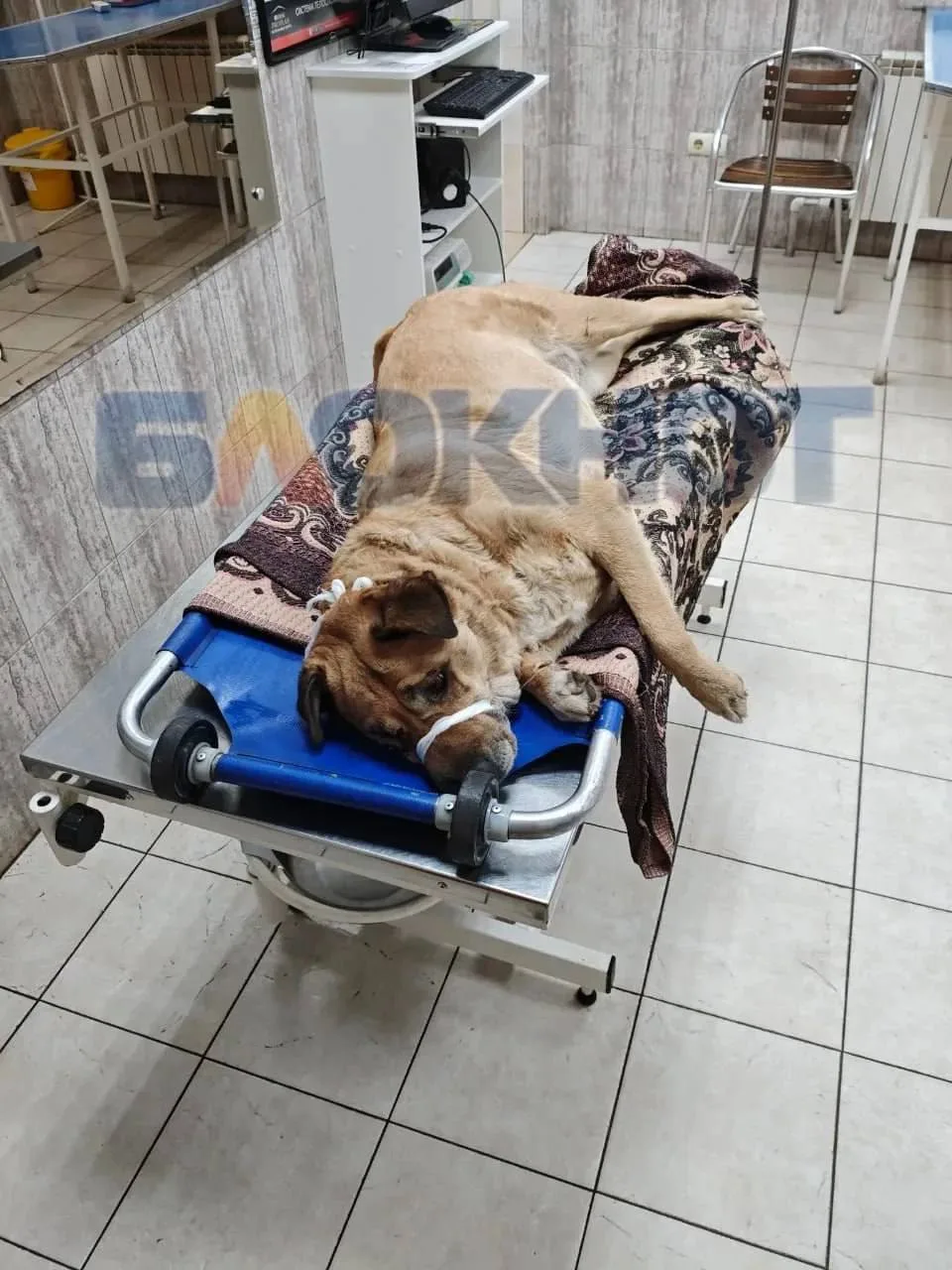 Собаку-поводыря сбили на Вавилова и оставили у дороги