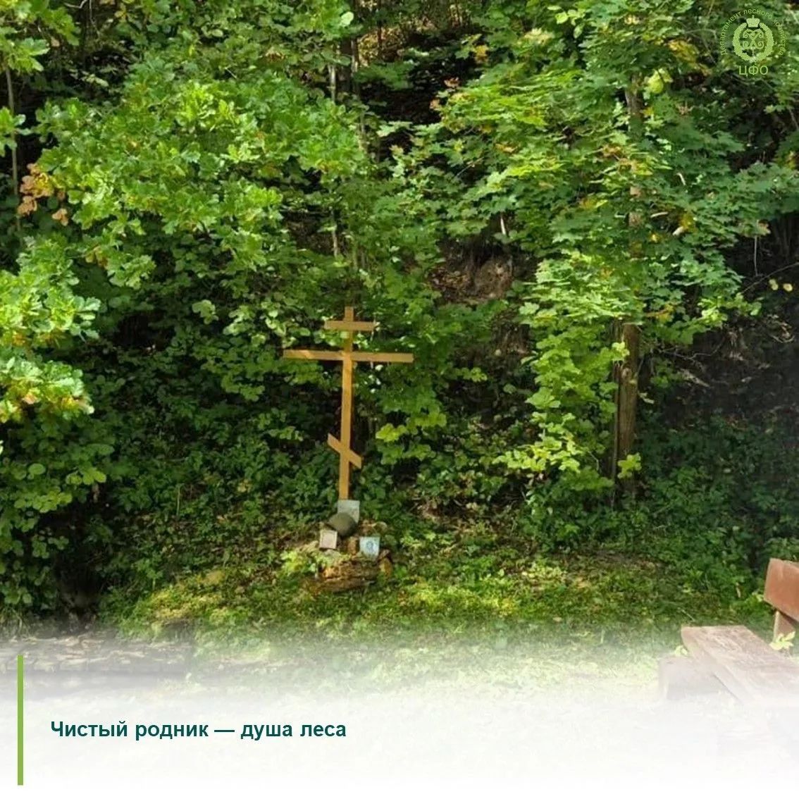 🌿В Ступинском городском округе, недалеко от деревни Алёшково, стало заметно светлее и ...