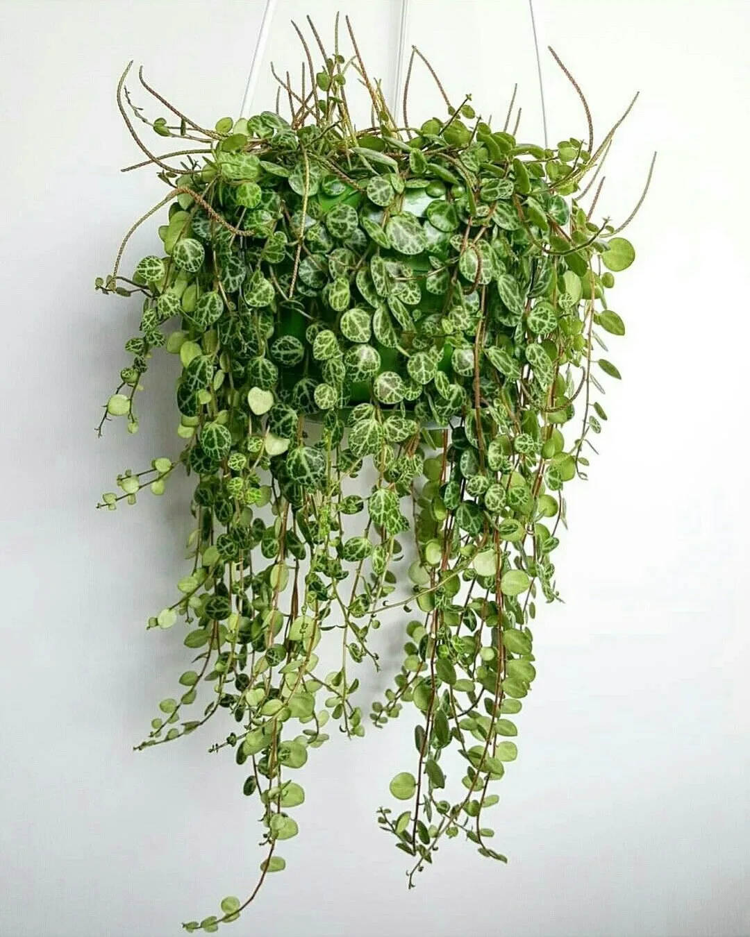 Пеперомия прострата (Peperomia prostrata) — это ампельное растение из Южной Америки с к...