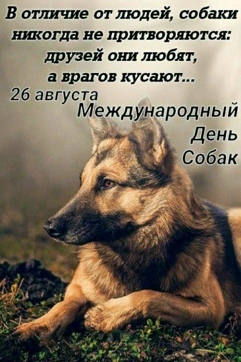 26 августа отмечается Всемирный день собаки. 🐶🐕