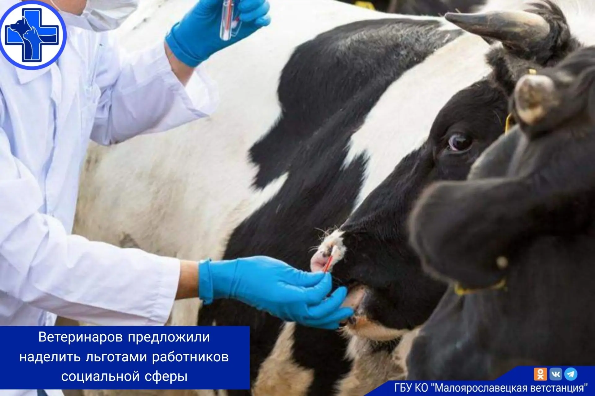 Ветеринарных специалистов предложили приравнять к работникам социальной сферы, чтобы расширить для н