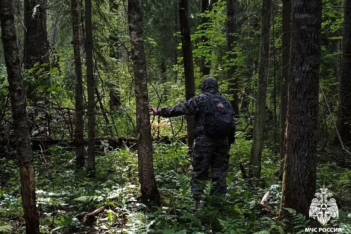 В Шекснинском округе нашли заблудившегося грибника