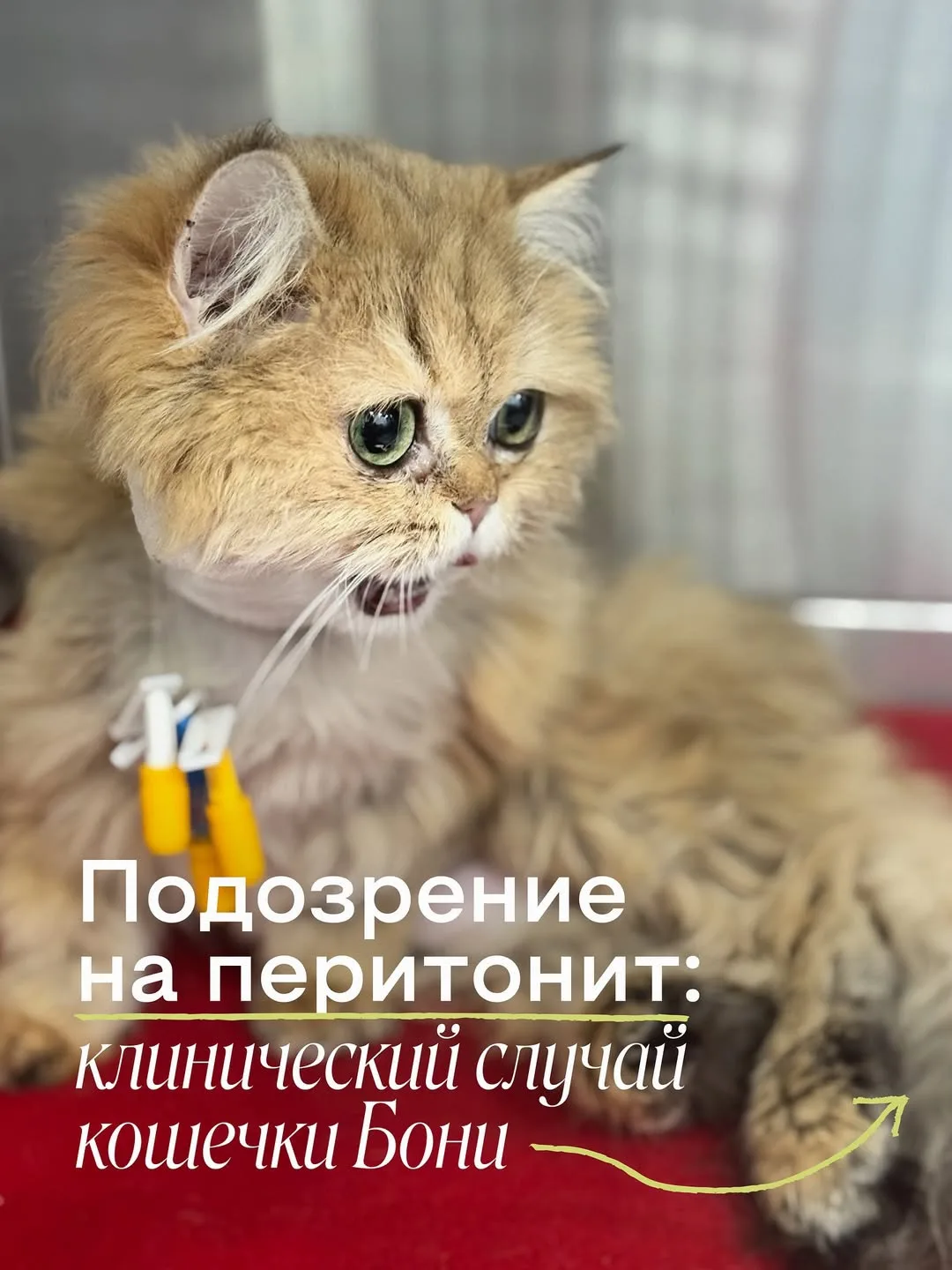 Клинический случай | Подозрение на перитонит 

Предупреждаем! Контент содержит кадры из операционной