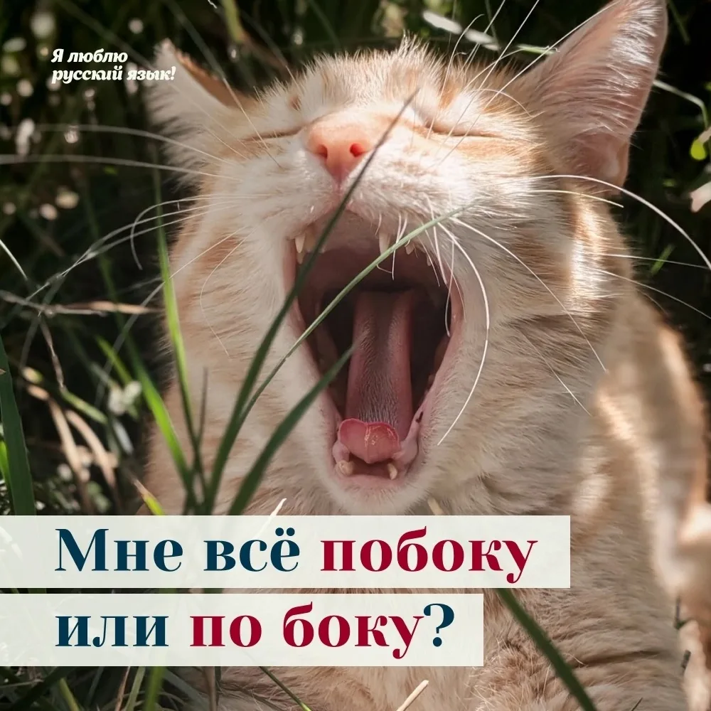 Я ЛЮБЛЮ РУССКИЙ ЯЗЫК
Когда дело касается грамотности, так лучше не говорить. Давайте разбираться. 
 