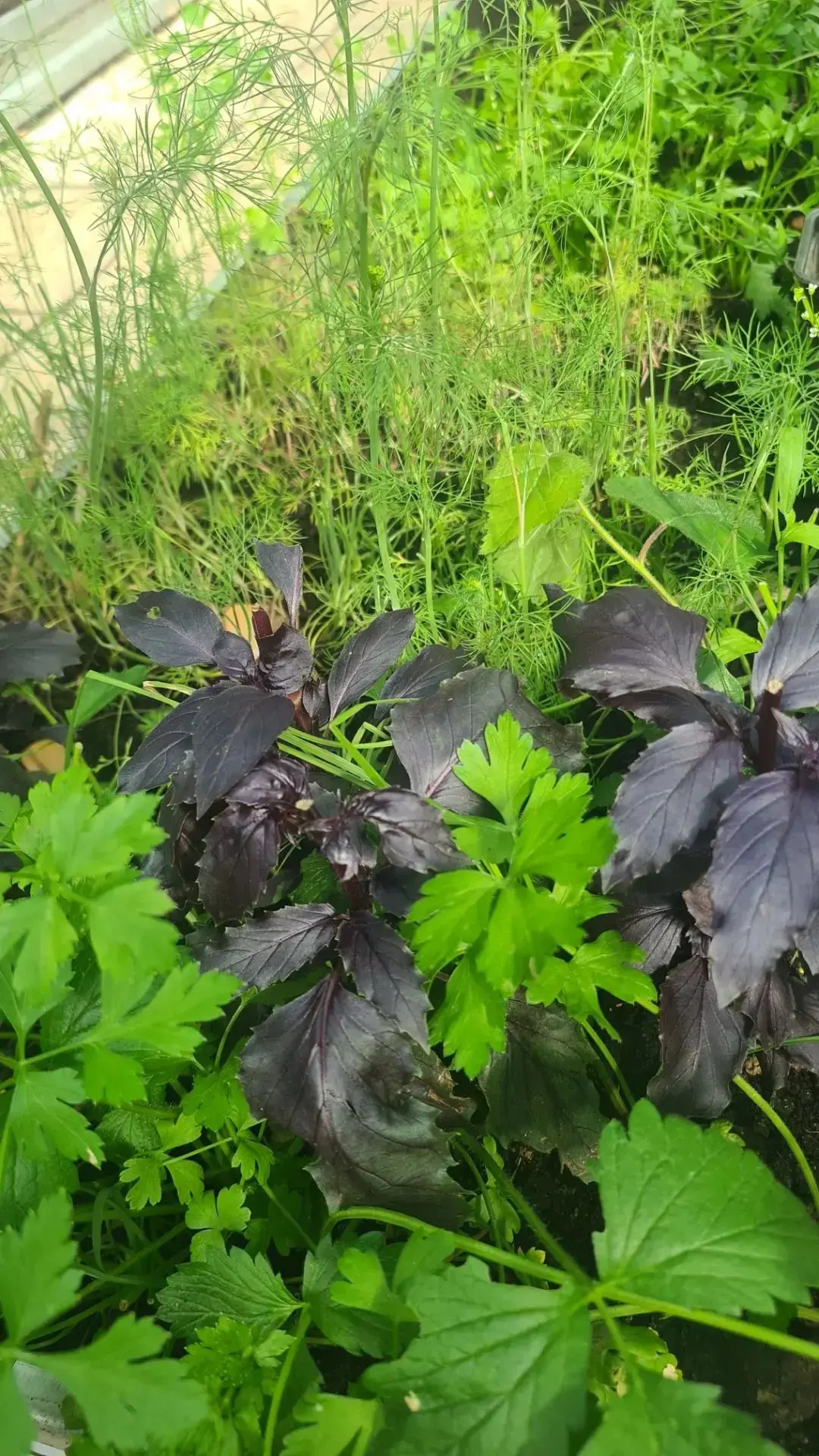 Вот уже пятый год наша теплица радует нас урожаем! 🍅🥒🥕
