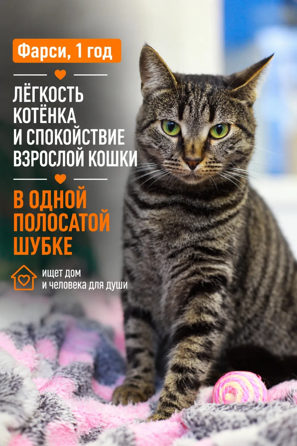 Если вдруг вы, по какой-то причине думаете, что наша Фарси — скромная тихоня, то думайт...