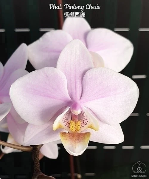 🌺 Азиатские сортовые орхидеи-подростки В НАЛИЧИИ 🌺