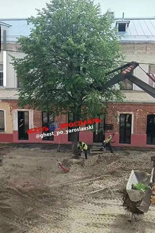 Сегодня днём на улице Нахимсона без резких на то оснований снесли одно из немногих здоровых и красив